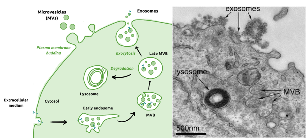 biogenèse exosomes ; formation exosomes ; vésicules extracellulaires