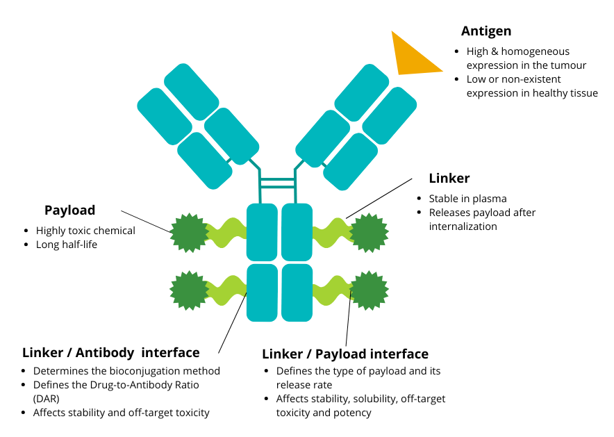 ADC structure, payload, linker